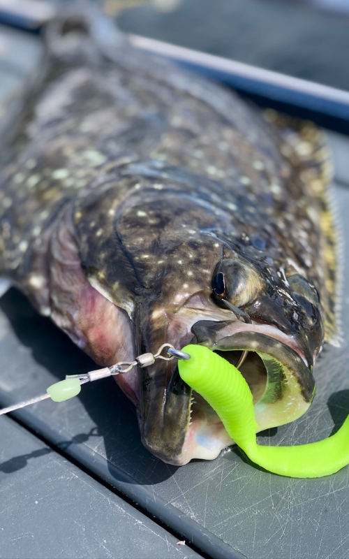 A massive halibut with a fishing rig in its mouth.