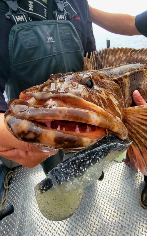 A massive lingcod being held by 2 people with a fishing rig in its mouth.