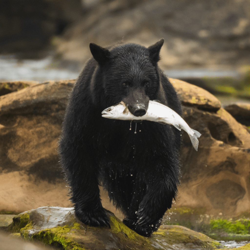 A black bear eating a salmon along the coast of Ketchikan