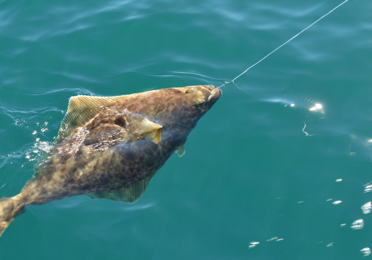 A massive halibut that has a hook in it's mouth being reeled into the boat.