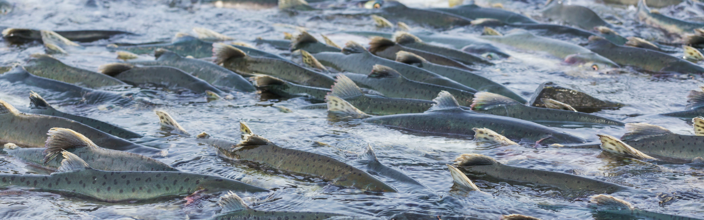 Hundreds of wild salmon swimming upstream in ketchikan to spawn.