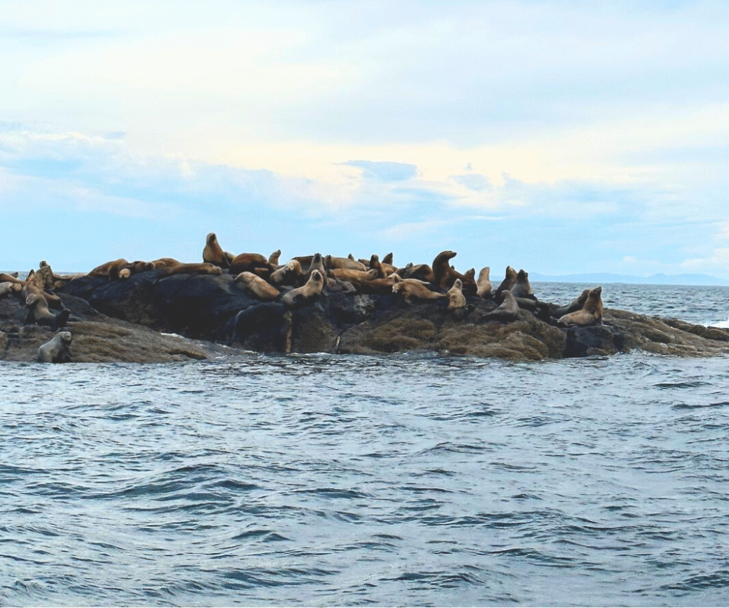 A huge group of sea lions laying on the rocky shoreline of ketchikan alaska on a cloudy day.