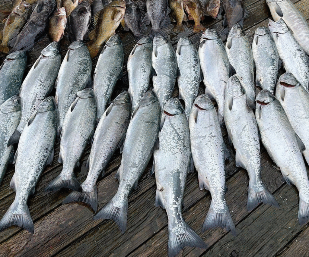 A group of salmon laying on a dock that were caught during a ketchikan salmon fishing charter.