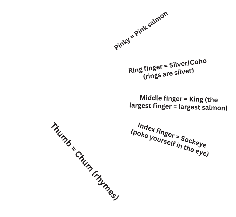 Thumb = Chum (rhymes) Index finger = Sockeye (poke yourself in the eye) Middle finger = King (the largest finger = largest salmon) Ring finger = Silver/Coho (rings are silver) Pinky = Pink salmon