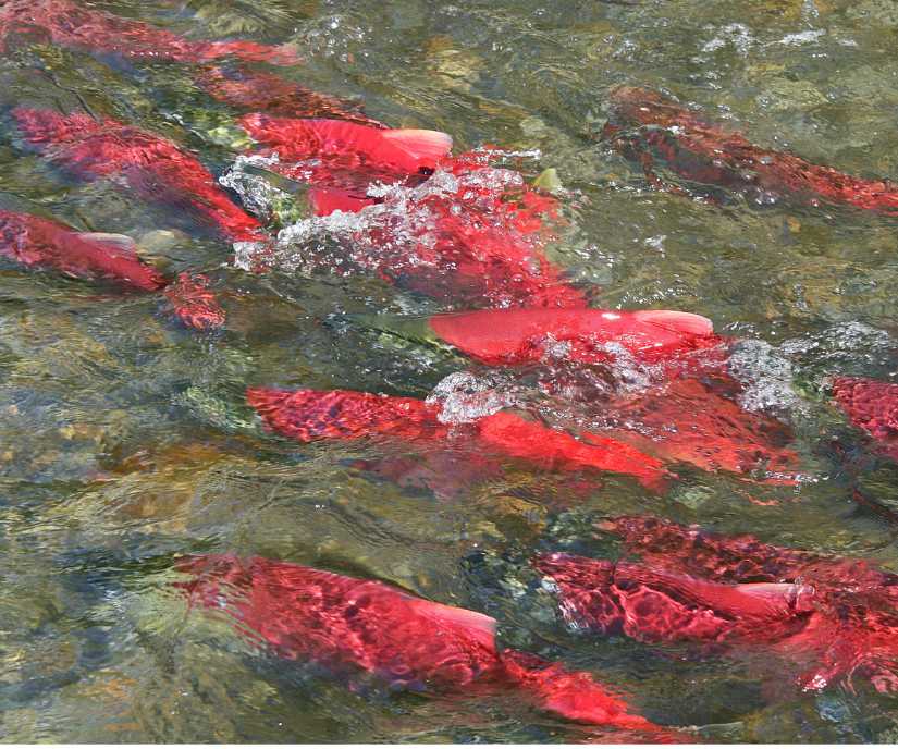 Pacific salmon that are bright red spawning in the streams in Ketchikan Alaska